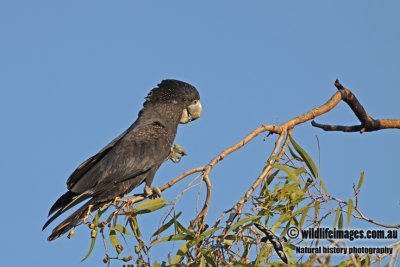 Red-tailed Black-Cockatoo a1788.jpg