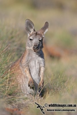 Euro (Common Wallaroo) a2392.jpg