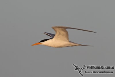 Lesser Crested Tern 4932.jpg