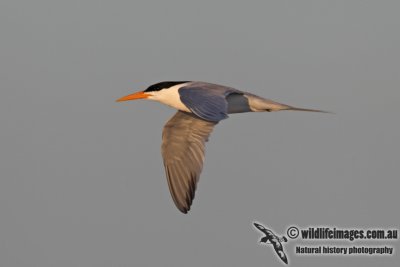 Lesser Crested Tern 4934.jpg