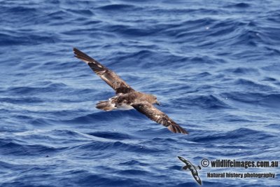 Tahiti Petrel 9595.jpg