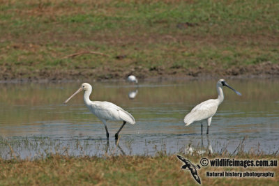 Royal and Yellow-billed Spoonbill a7084.jpg