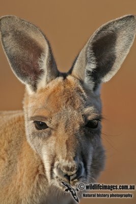 Red Kangaroo a2946.jpg