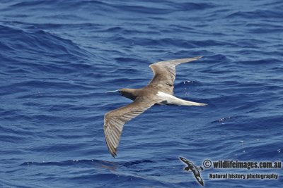 Red-footed Booby 3904.jpg