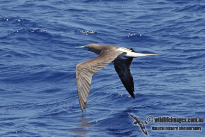 Red-footed Booby 3925.jpg