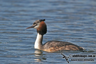 Great-crested Grebe a8366.jpg