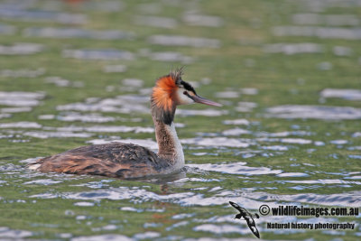 Great-crested Grebe a8609.jpg