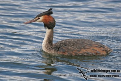 Great-crested Grebe a9589.jpg