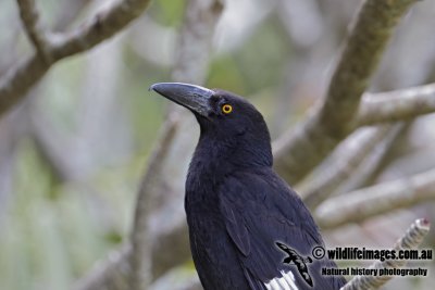 Lord Howe Pied Currawong 0800.jpg