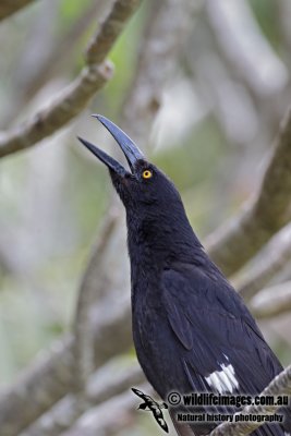 Lord Howe Pied Currawong 0838.jpg