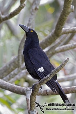 Lord Howe Pied Currawong 0872.jpg