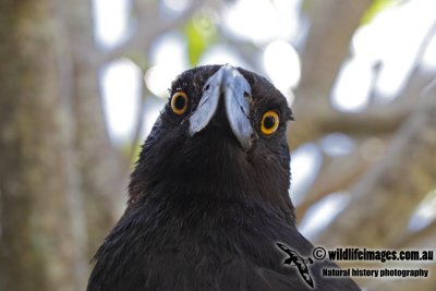 Lord Howe Pied Currawong 1044.jpg