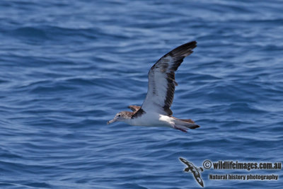 Streaked Shearwater 4295.jpg