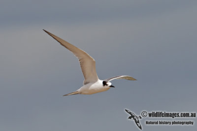 Common Tern 9096.jpg