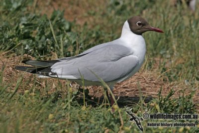 Black-headed Gull a7952.jpg