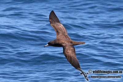 Flesh-footed Shearwater 4333.jpg