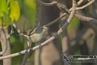 Dusky Gerygone a1752.jpg