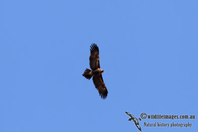 Wedge-tailed Eagle 6737.jpg