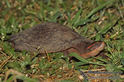 Turtle - Emydura australis