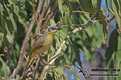 Grey-headed Honeyeater a1659.jpg