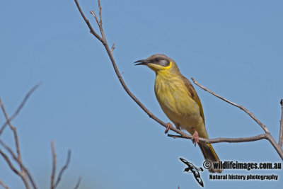 Grey-headed Honeyeater a1672.jpg