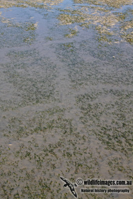 Dugong feeding tracks a1989.jpg