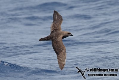 Kermadec Petrel 5488.jpg