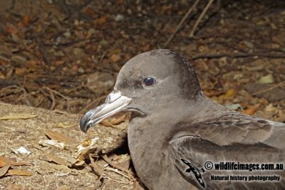 Flesh-footed Shearwater 4532.jpg