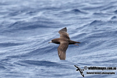 Flesh-footed Shearwater 5062.jpg