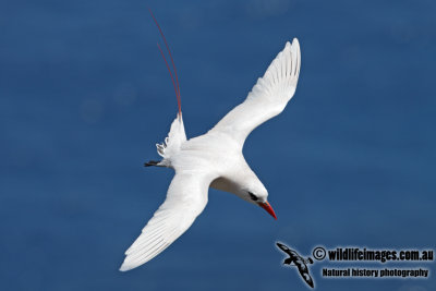 Red-tailed Tropicbird 1648.jpg