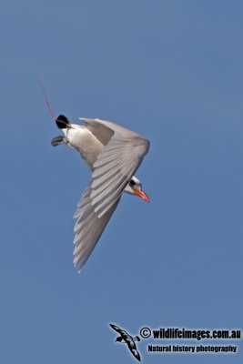 Red-tailed Tropicbird 9650.jpg