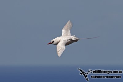 Red-tailed Tropicbird 9719.jpg