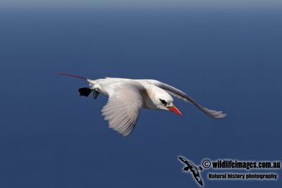 Red-tailed Tropicbird 9851.jpg