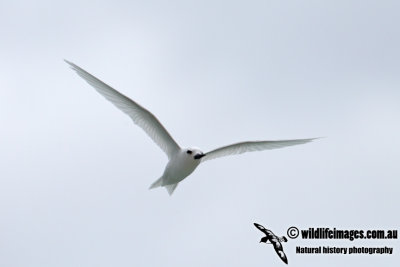 White Tern 4857.jpg