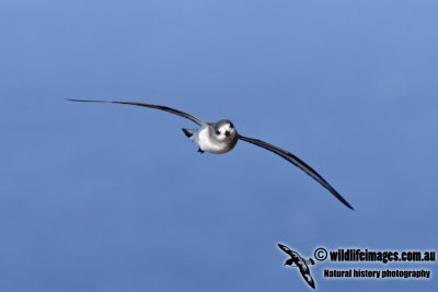 Black-winged Petrel 4349.jpg
