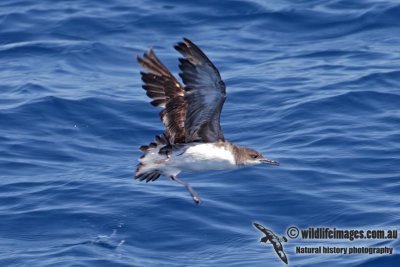 Hutton's Shearwater 3996.jpg