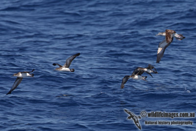 Hutton's Shearwater 4055.jpg