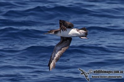 Hutton's Shearwater 4089.jpg