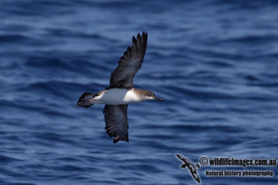 Hutton's Shearwater 4101.jpg