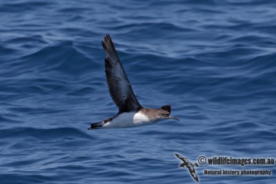 Hutton's Shearwater 4272.jpg