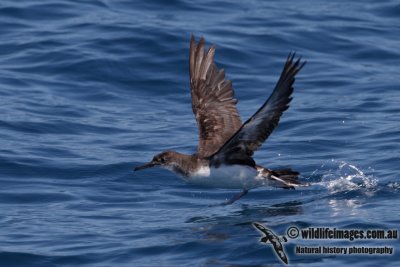 Hutton's Shearwater