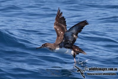 Hutton's Shearwater 4319.jpg