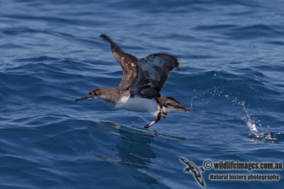 Hutton's Shearwater 4320.jpg