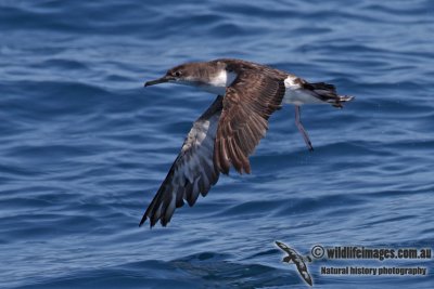 Hutton's Shearwater 4322.jpg