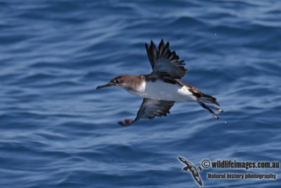 Hutton's Shearwater 4323.jpg