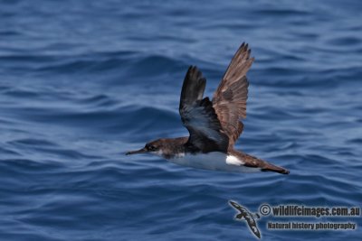 Hutton's Shearwater 4350.jpg