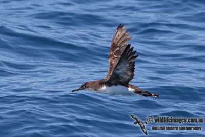 Hutton's Shearwater 4370.jpg