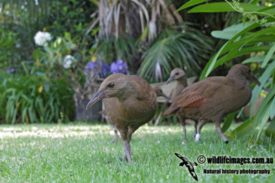 Lord Howe Woodhen 1021.jpg