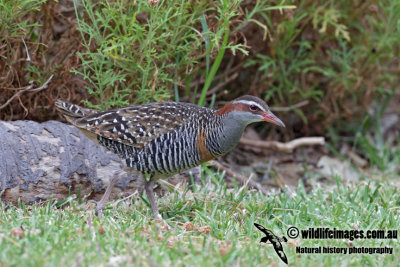 Buff-banded Rail 4572.jpg