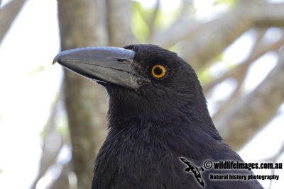 Lord Howe Pied Currawong 1047.jpg